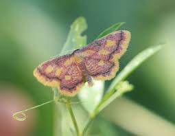 Attēlu rezultāti vaicājumam “Idaea muricata”