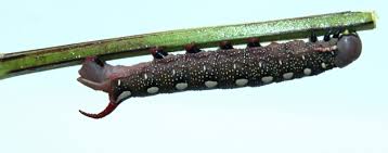 Attēlu rezultāti vaicājumam “Hyles gallii imago”