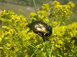 Attēlu rezultāti vaicājumam “Cetonia aurata”