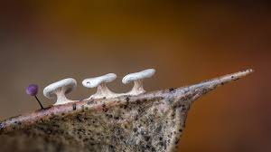 Attēlu rezultāti vaicājumam “Physarum diderma macro”