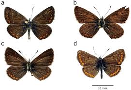 Attēlu rezultāti vaicājumam “Aricia artaxerxes  female”