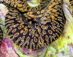 Image result for tridacna