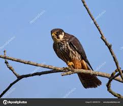 Attēlu rezultāti vaicājumam “Falco subbuteo”