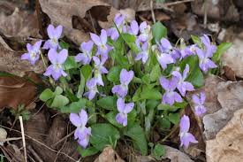 Attēlu rezultāti vaicājumam “Viola collina leaf”