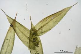 Attēlu rezultāti vaicājumam “Sciuro-hypnum”