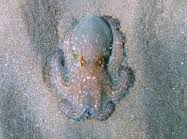 Image result for Octopus vulgaris