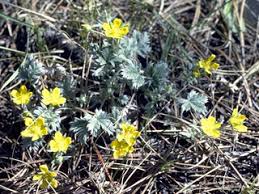 Attēlu rezultāti vaicājumam “Potentilla argentea bud”