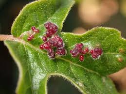 Attēlu rezultāti vaicājumam “Acari”