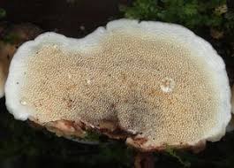 Attēlu rezultāti vaicājumam “Steccherinum bourdotii”