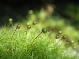 Attēlu rezultāti vaicājumam “Bartramia pomiformis”