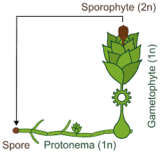 Attēlu rezultāti vaicājumam “Physcomitrium pyriforme sporophyte”