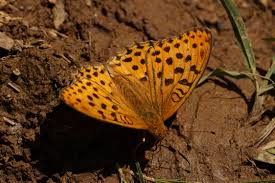 Attēlu rezultāti vaicājumam “Argynnis laodice”