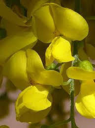 Attēlu rezultāti vaicājumam “Laburnum anagyroides flower”