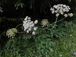Attēlu rezultāti vaicājumam “Laserpitium latifolium flower”