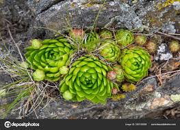 Attēlu rezultāti vaicājumam “Jovibarba globifera bud”