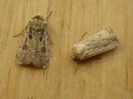 Attēlu rezultāti vaicājumam “Agrotis ripae larva”