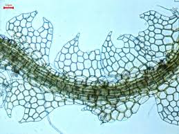 Attēlu rezultāti vaicājumam “Odontoschisma denudatum”