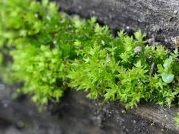 Attēlu rezultāti vaicājumam “Aulacomnium”