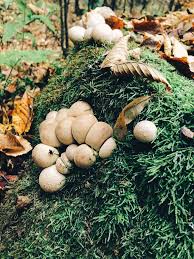 Attēlu rezultāti vaicājumam “Lycoperdon pyriforme young”