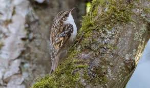 Attēlu rezultāti vaicājumam “Certhia familiaris”