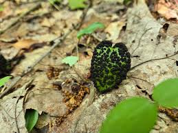 Attēlu rezultāti vaicājumam “Lindbladia tubulina spores”