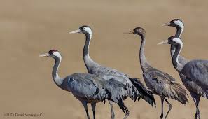 Attēlu rezultāti vaicājumam “Grus grus”