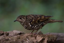 Image result for Zoothera dauma