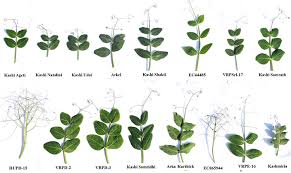 Attēlu rezultāti vaicājumam “Pisum sativum leaf”