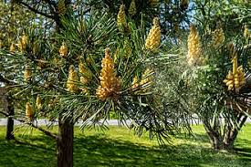 Attēlu rezultāti vaicājumam “Pinus sylvestris var. borussica”