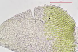 Attēlu rezultāti vaicājumam “Myurella julacea”