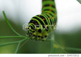 Attēlu rezultāti vaicājumam “Papilio machaon larva”