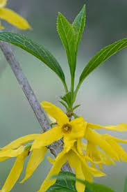 Attēlu rezultāti vaicājumam “Forsythia viridissima”