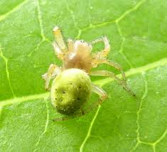 Attēlu rezultāti vaicājumam “Araniella”