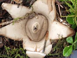 Attēlu rezultāti vaicājumam “Geastrum”