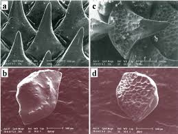 Image result for Dasyatis pastinaca