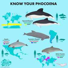 Image result for Phocoena phocoena