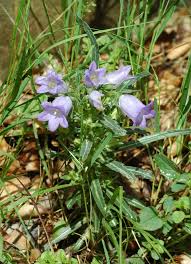 Image result for Campanula affinis