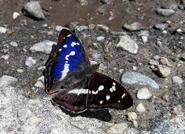 Attēlu rezultāti vaicājumam “Apatura iris male”