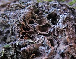 Attēlu rezultāti vaicājumam “Andricus quercuscorticis”