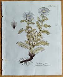 Attēlu rezultāti vaicājumam “Carlina vulgaris”