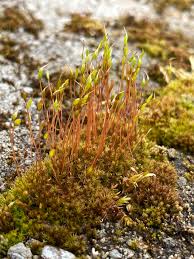 Attēlu rezultāti vaicājumam “Ceratodon purpureus”