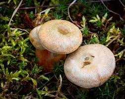 Attēlu rezultāti vaicājumam “Lactarius deterrimus”