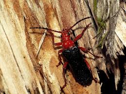 Attēlu rezultāti vaicājumam “Rhamnusium bicolor”