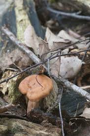 Attēlu rezultāti vaicājumam “Lactarius necator”