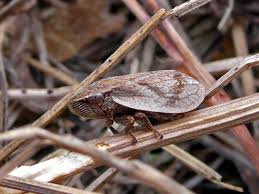 Attēlu rezultāti vaicājumam “Lepyronia coleoptrata”