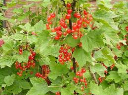 Bildergebnis für rote johannisbeeren