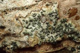 Attēlu rezultāti vaicājumam “Alyxoria varia”