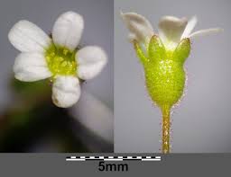 Attēlu rezultāti vaicājumam “Saxifraga tridactylites flower”