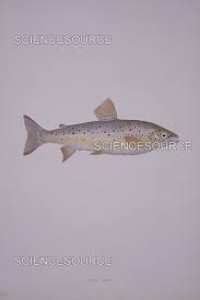Image result for Salmo trutta