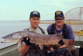 Attēlu rezultāti vaicājumam “Esox lucius”